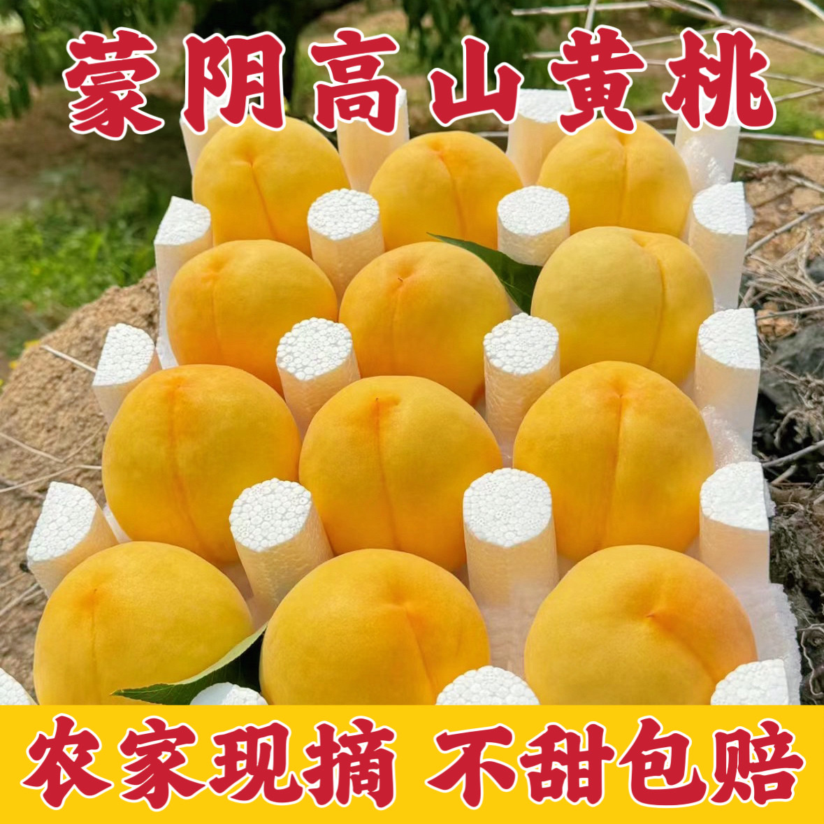 山东蒙阴黄桃黄桃罐头黄桃脆桃新鲜水果新鲜大黄桃现摘包邮