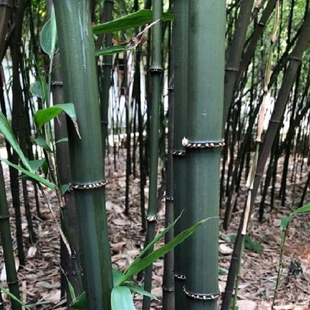 走量云南四方竹筇竹苗食用冬笋苗耐寒植物大小苗好养地栽绿化庭院