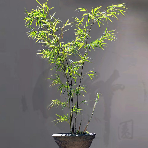 云南名贵算盘四方竹室内外竹苗