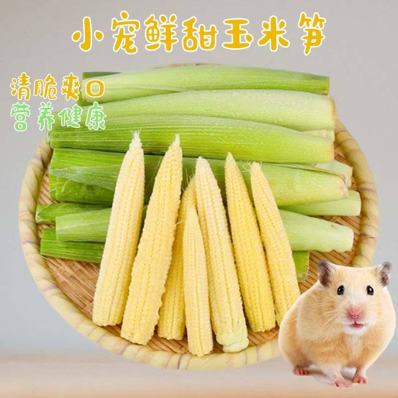仓鼠新鲜玉米笋金丝熊专用迷你小玉米芯补充维生素豚鼠兔子食物