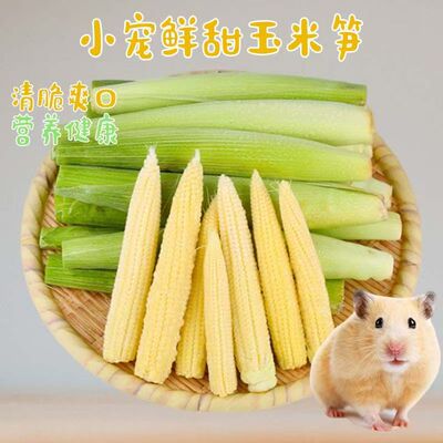 仓鼠新鲜玉米笋金丝熊专用迷你小玉米芯补充维生素豚鼠兔子食物