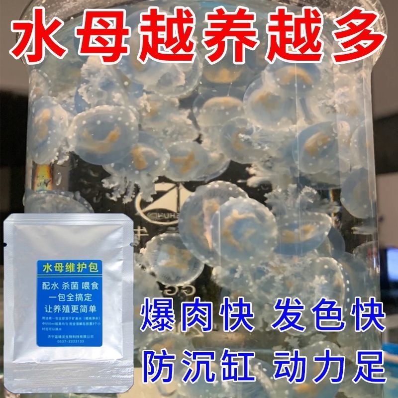 水母盐赤月海月专用盐水母摆摊专用盐开缸海盐海月赤月水母海水素