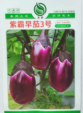 春润种业紫霸早茄3号茄子种子 杂交早熟圆红茄种籽 原装5克
