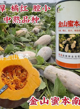 海南正宗金山蜜本南瓜种子中熟肉厚腔小优质高产大果南瓜种甜度高