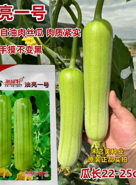 湘妹籽油亮一号丝瓜种子白绿色早熟种籽短棒油亮白油肉丝瓜种子