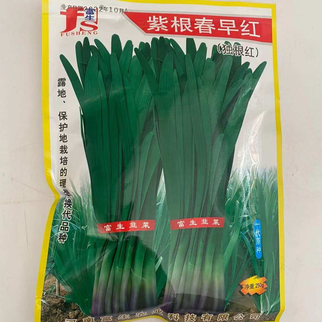 紫根春早红韭菜种子籽叶色深绿厚实纤维少辛香抗寒性强抗病高产