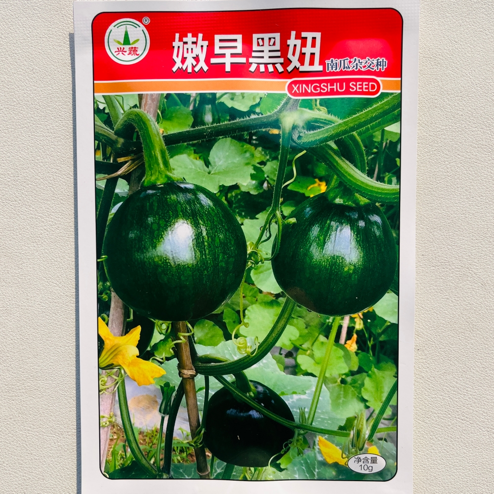 兴蔬嫩早黑妞南瓜种子 抗病耐寒早熟深绿皮小南瓜种籽 春秋季播种