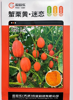 瓜瓜乐蟹栗黄南瓜种子细糯香甜粉质好红皮贵族南瓜种籽农家春秋播