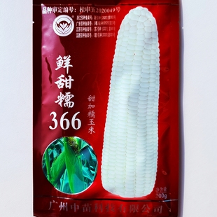 鲜甜糯366白糯玉米种子软糯香甜加糯玉种籽大棒粘黏玉米春秋季播