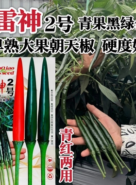 新品种黑绿色朝天椒种子满丰雷神2号朝天椒种孑大果青红两用种籽