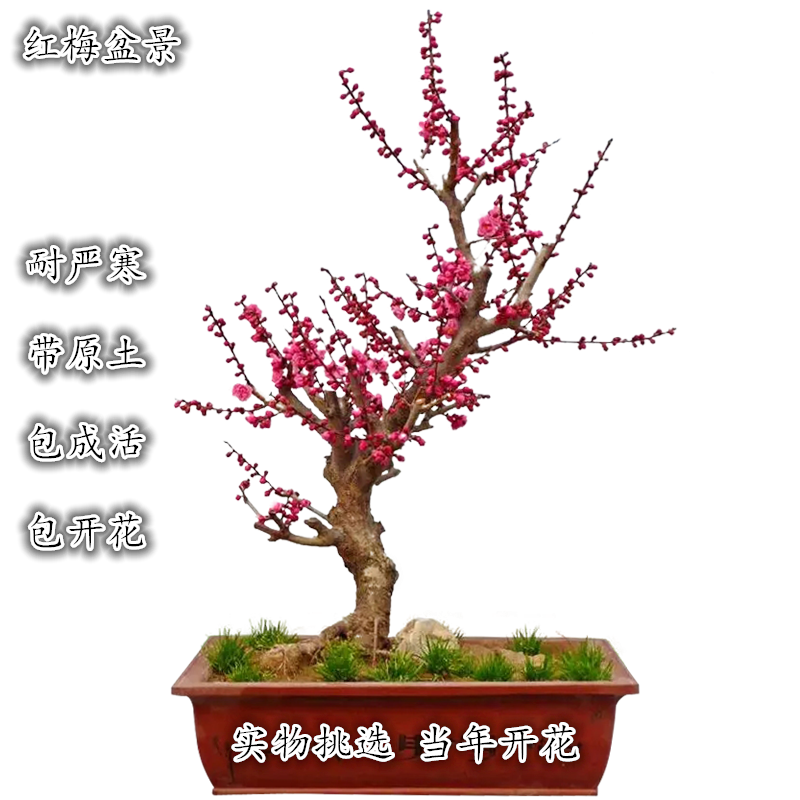 高档 梅花盆景树桩 红梅盆栽 提根植物室内花卉老桩