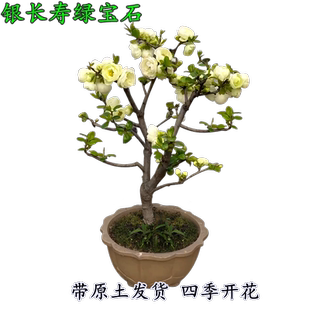 日本银长寿绿宝石海棠花盆栽四季开花重瓣绿白室内盆景老桩带花苞