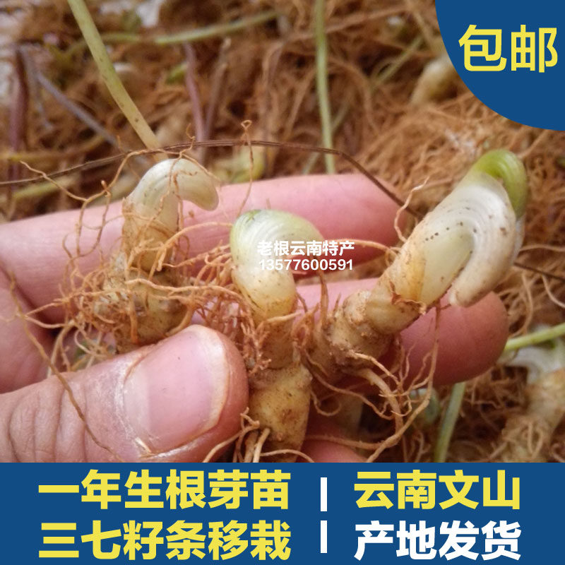 文山一年三七苗一年三七全株苗籽条移栽文山三七种子种苗盆栽田七
