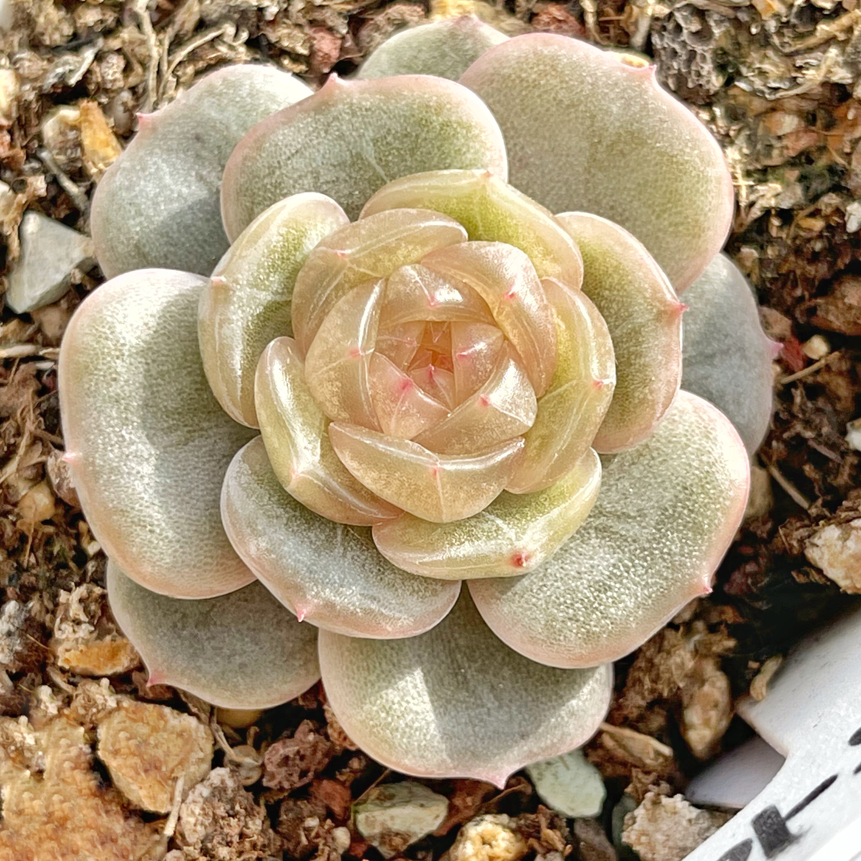 纯纯珍妮嘉年华 钻石圆钻珍妮新品绝绝子 肉喃喃多肉n13