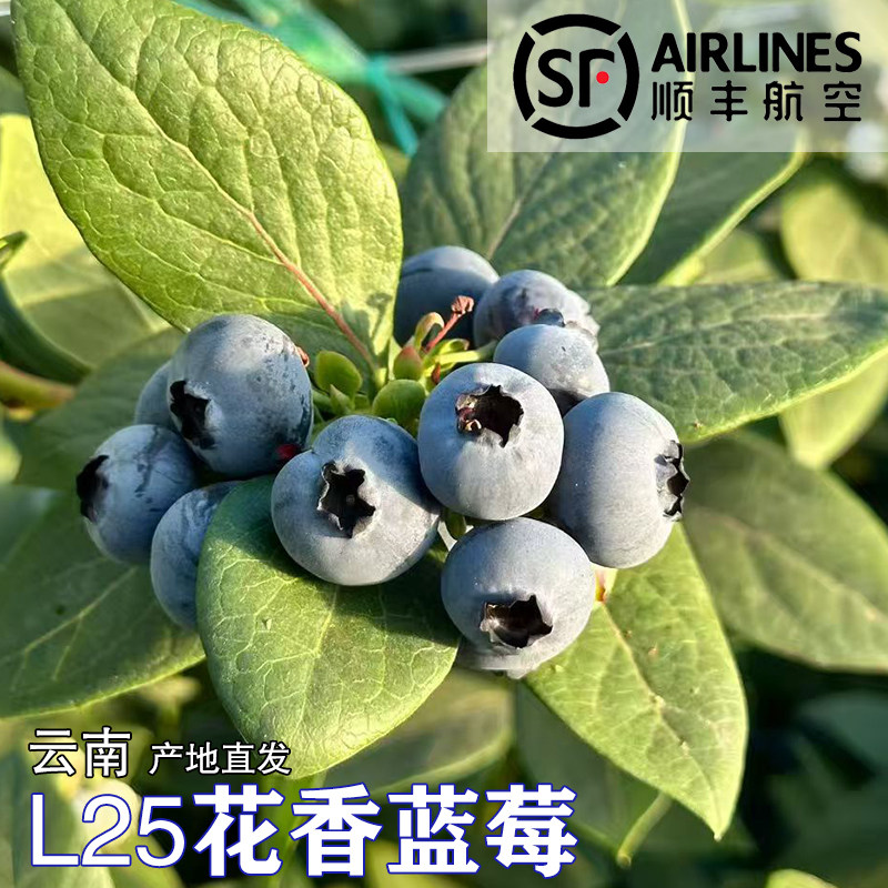 【顺丰航空】云南L25花香蓝莓当季现摘孕妇甜露天新鲜水果500g/桶,水产肉类/新鲜蔬果/熟食,蓝莓,淘宝优惠券,粉丝福利购,淘宝优惠卷