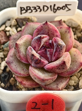 橙梦露x05黑水晶 01.24 一物一拍 多肉植物实生播种 38元包邮