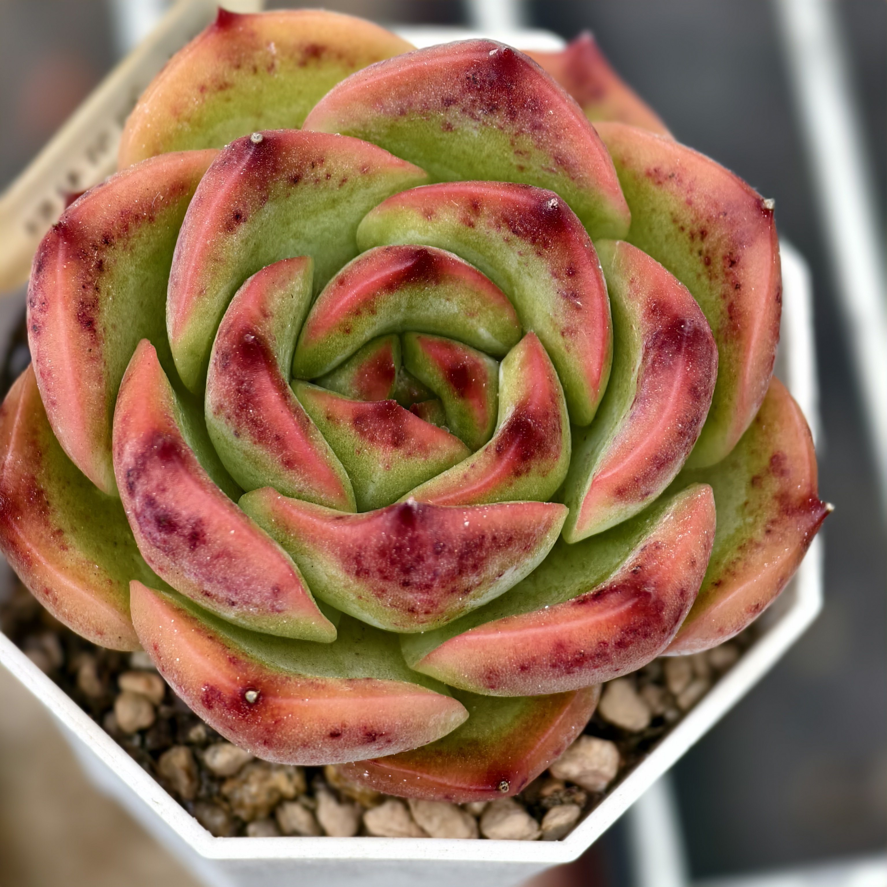 绿体花月夜x绿体吉娃娃 09.多肉植物
