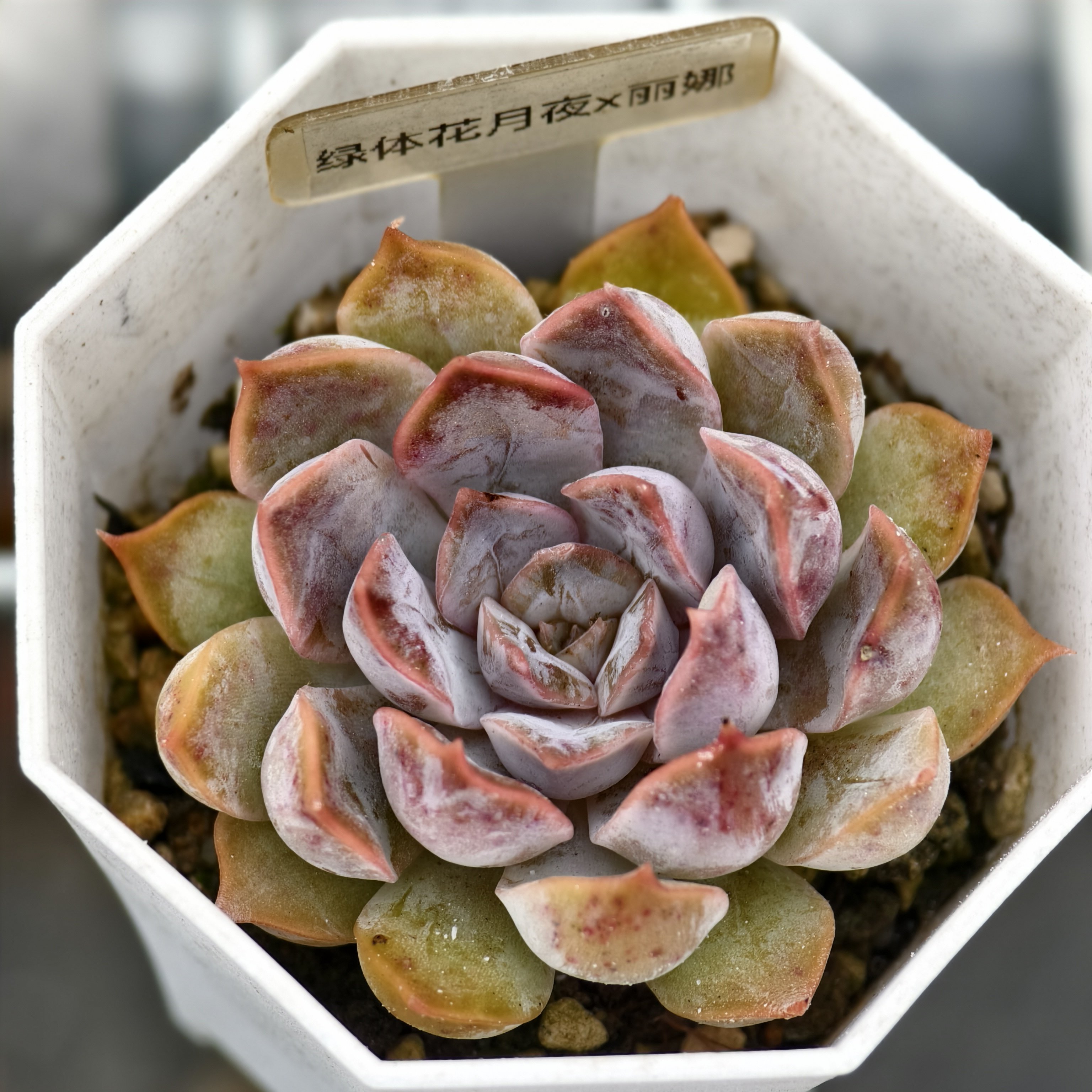 绿体花月夜x丽娜 09.07一多肉植物