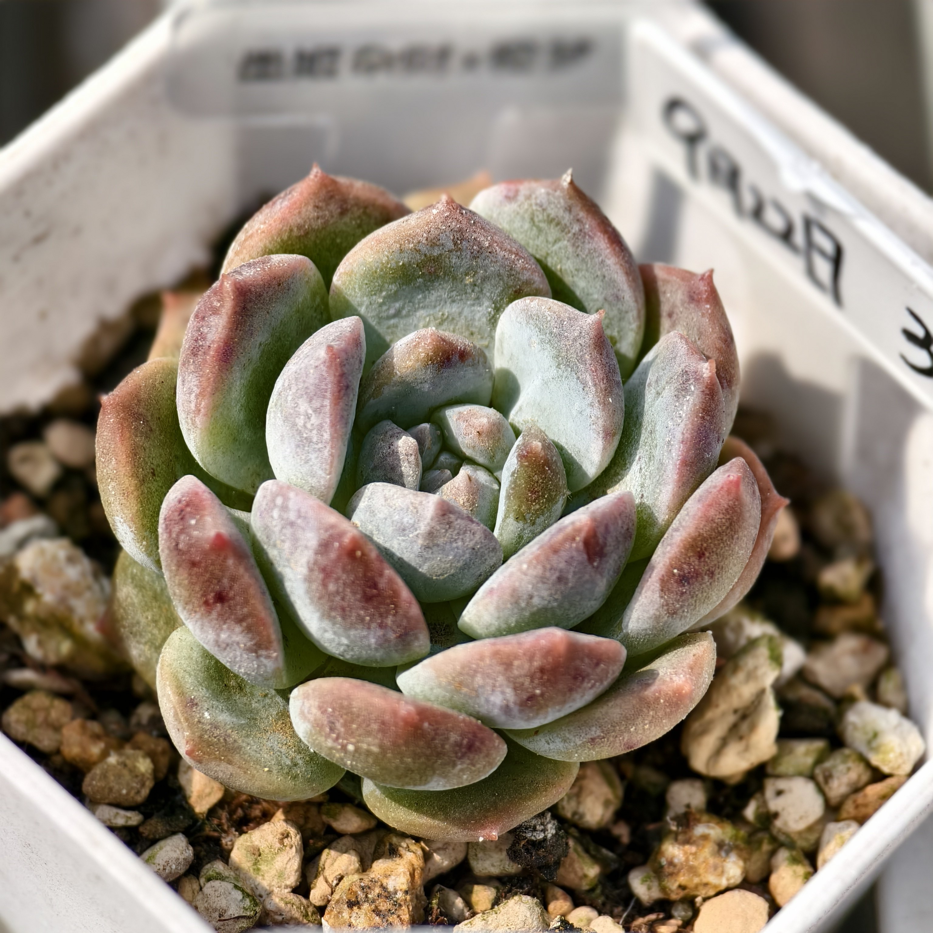 墨姬杂财路x橙梦 09.22一物一拍  5.2厘米盆 多肉植物 28元包邮