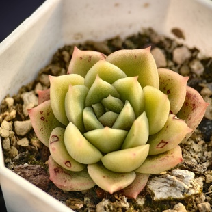 黑水晶杂美尼x玉杯杂绿花 01.24 一物一拍 多肉植物实生 38元包邮