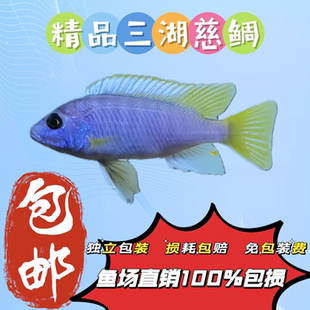 三湖三湖慈鲷金帆王子鱼热带淡水鱼观赏鱼活体宠物自来水鱼房繁殖