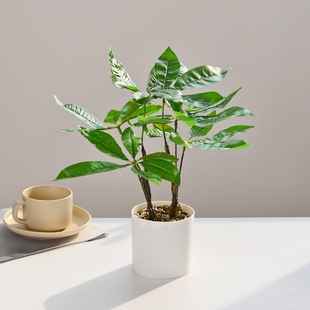沁园春仿真发财树绿植盆景人造植物仿真创意家居桌面摆件装饰盆栽