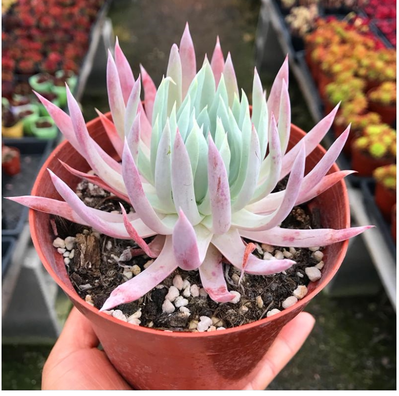 奴婢吉娜仙女杯窗阳台桌面小盆栽美观趣味多肉植物小贵货福利花卉