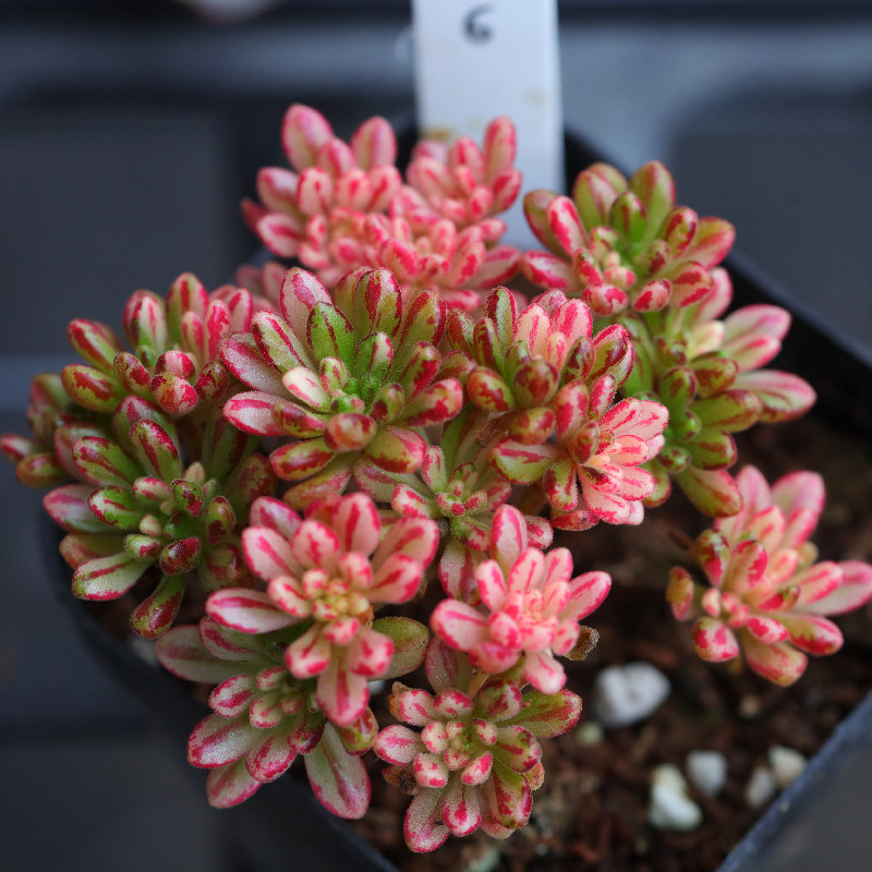 小人祭锦稀有多肉植物窗阳台桌面好看的小盆栽年宵花卉王妃君美丽