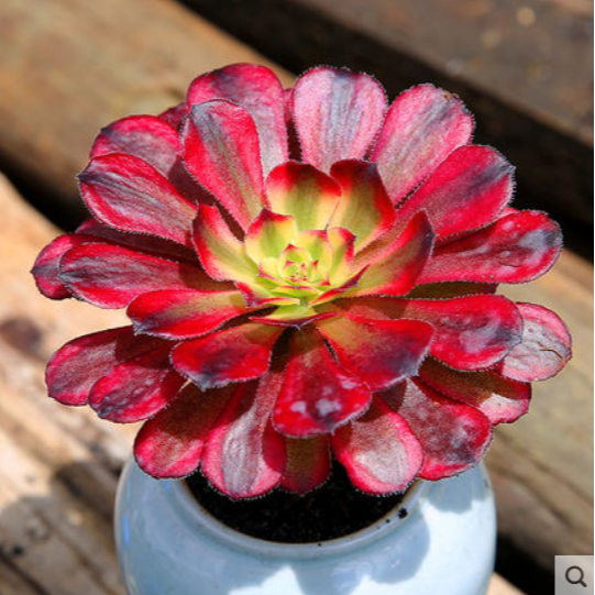 红腹伦法师锦星爆多肉植物大棵窗阳台办公室桌面绿植花卉老桩盆栽