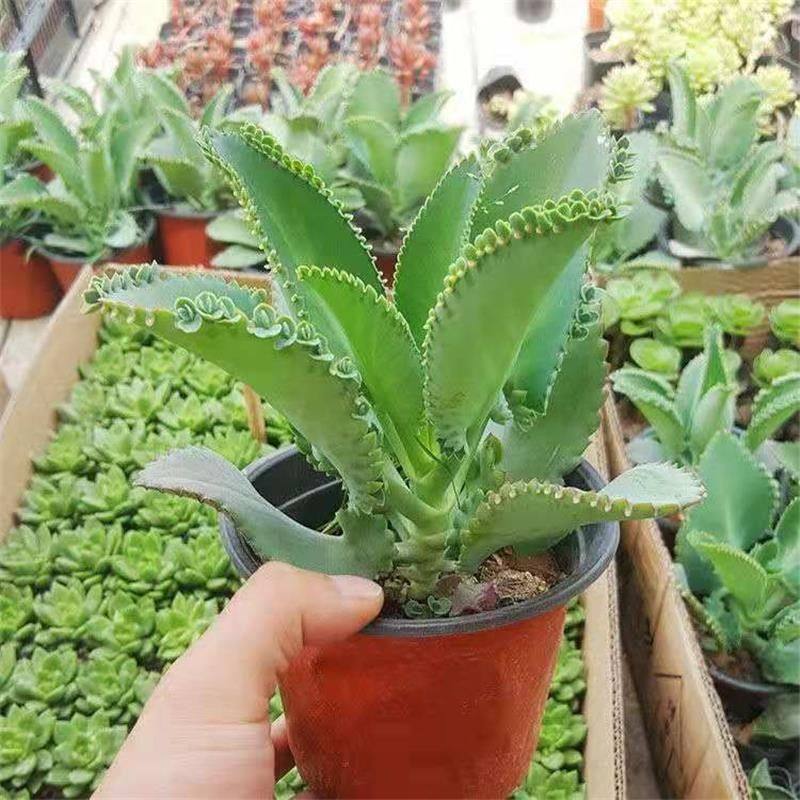 蕾丝公主宽叶不死鸟落地生根大叶姑娘多肉植物大颗阳台桌面小盆栽