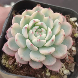 姬莲锦稀有多肉植物窗阳台办公室桌面美观趣味小盆栽花卉冷门