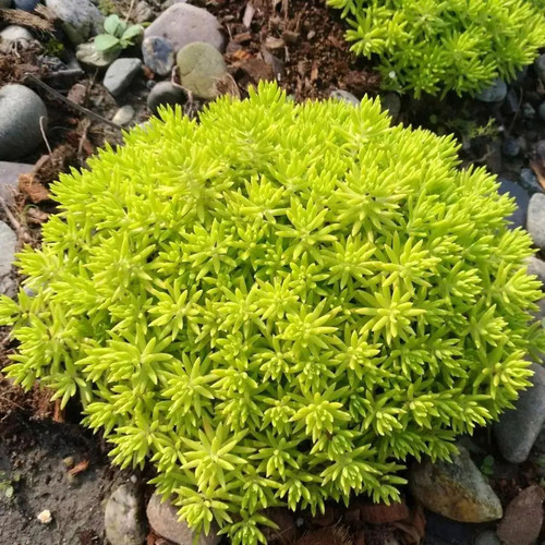 室外庭院好养的黄金佛甲草