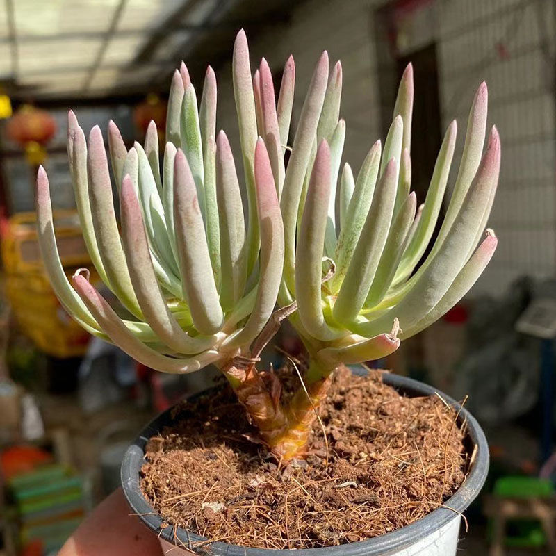 阳台办公室桌面小盆栽仙女杯