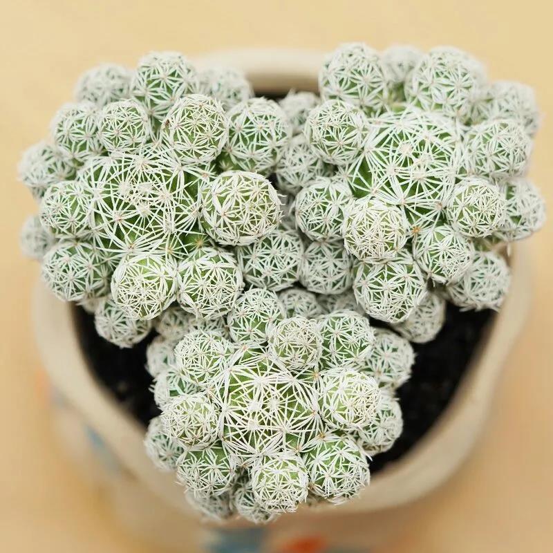 白鸟仙人球多肉植物窗阳台办公室桌面美观趣味小盆栽软毛好看花卉图片