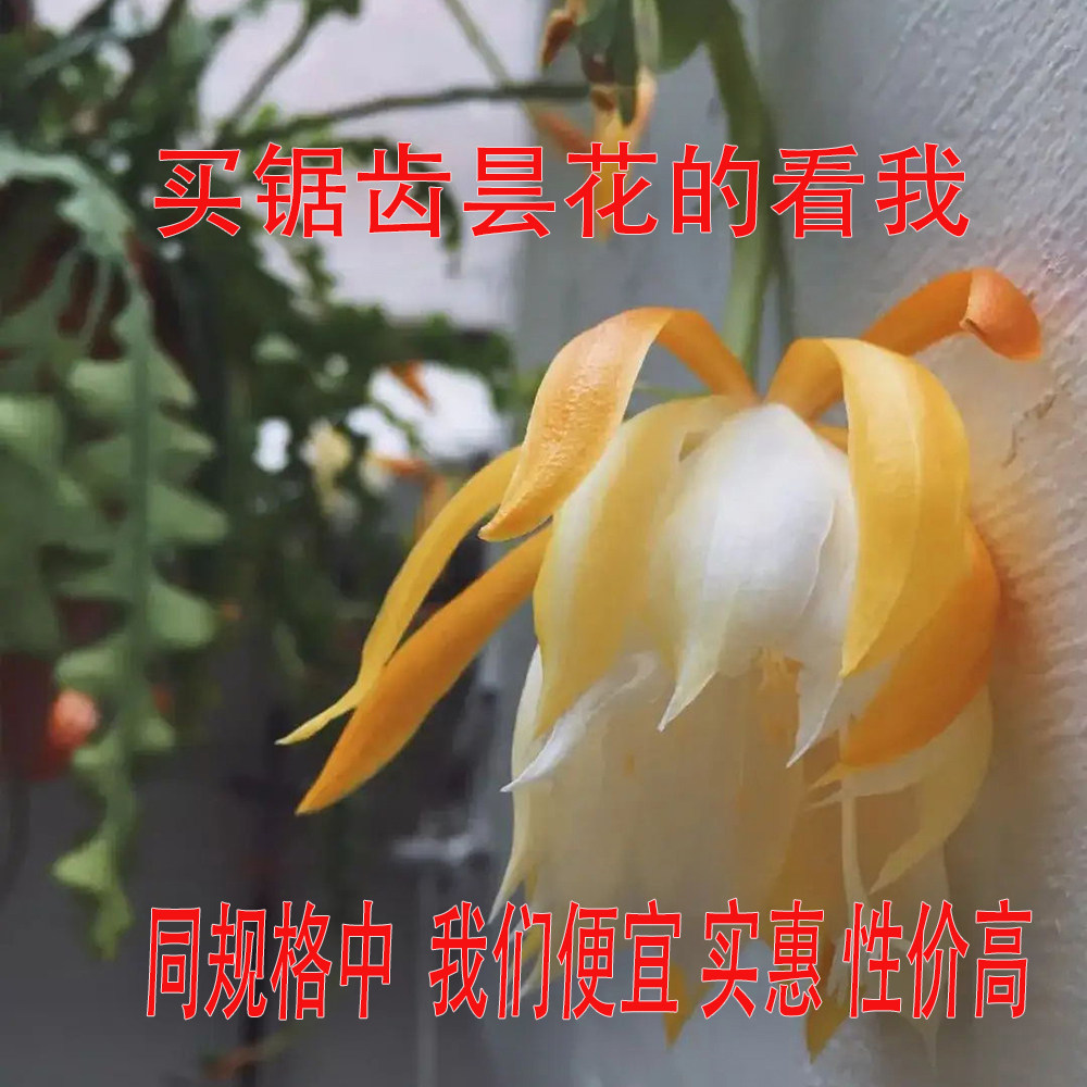 锯齿昙花大苗开黄花非鱼骨令箭稀有花卉绿植包对版