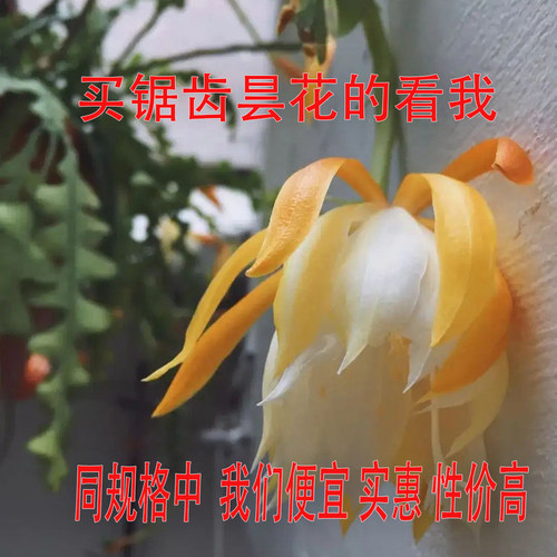 锯齿昙花春秋好养的绿植花卉