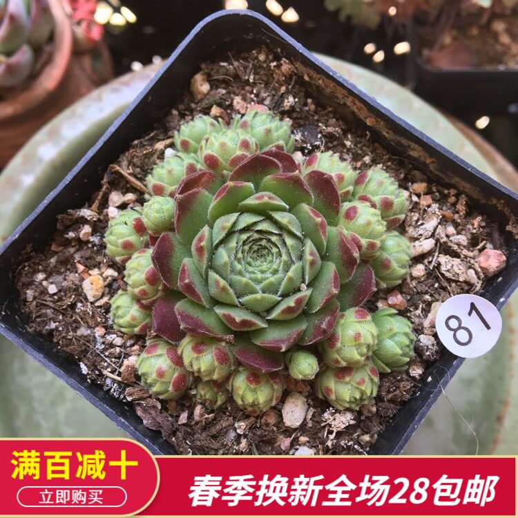 爱德华长生草带塑料盆栽好 碧光环小兔子/阳台庭院盆景多肉植物