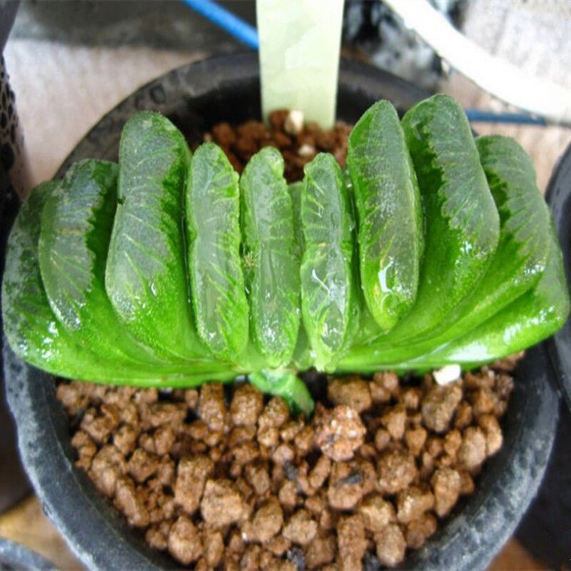 青玉扇硬叶十二卷草墨多肉植物盆栽叶子透窗好看肉组合花卉小盆栽