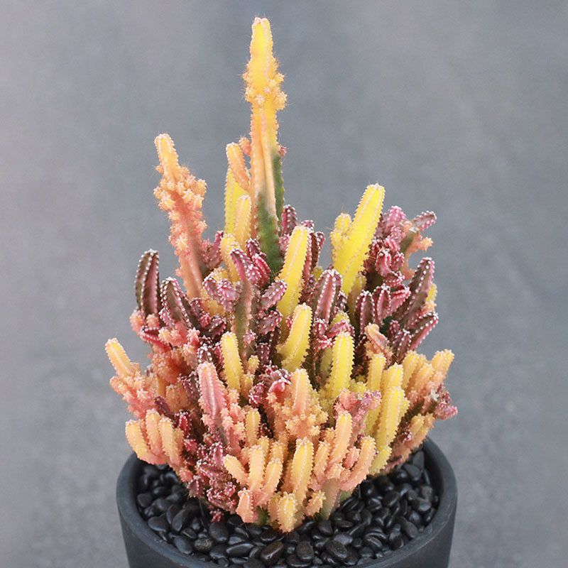 万重山锦仙人球系列多肉植物阳台桌面美观趣味小盆栽好养的绿植花