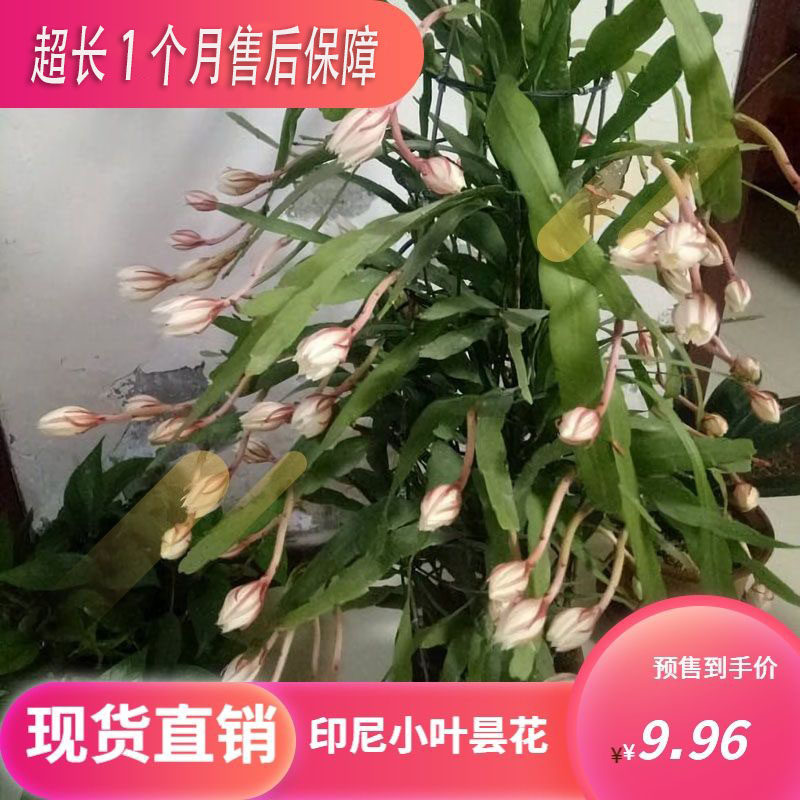 印尼小叶昙花开花小多办公室桌面卧室仙人掌科花卉绿植小盆栽净化