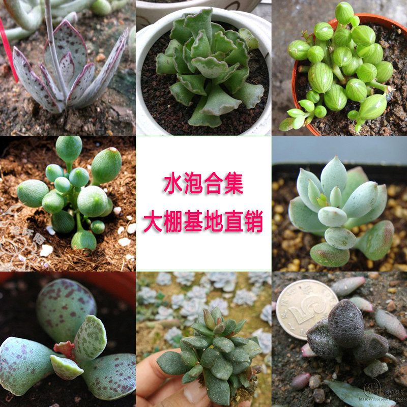 草莓蛋糕丸叶翠绿石玛丽安花衣楞叶锅贴爱心白安泽藤水泡多肉植物