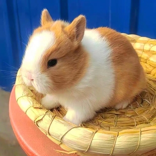 兔子活物家兔茶杯侏儒安哥拉垂耳道奇小型宠物白兔活体兔粮