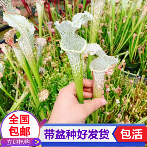 白瓶瓶子草驱蚊草食虫花学生奇趣盆栽食虫植物吃苍蝇绿植捕虫草