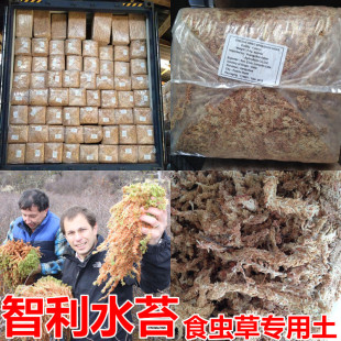 进口智利水苔 干苔藓食虫植物营养土 兰花基质捕蝇草食虫草专用土