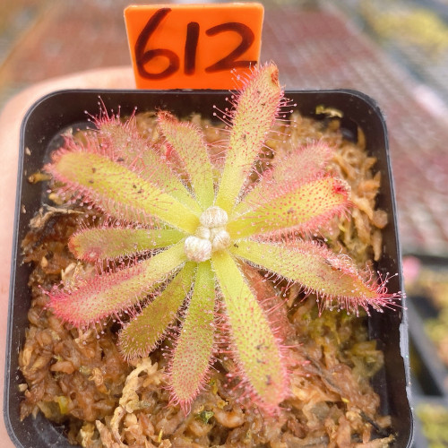 一物一拍612号，格拉莫哥/香花茅膏菜，发的就是图片这盆