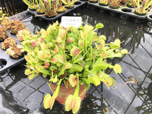 虫子陷阱捕虫食虫瓶子草猪笼草