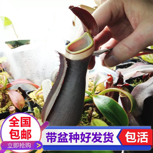 黑白环猪笼草食虫植物捕蝇草捉虫驱蚊捕虫食虫草喜阴室内绿植盆栽