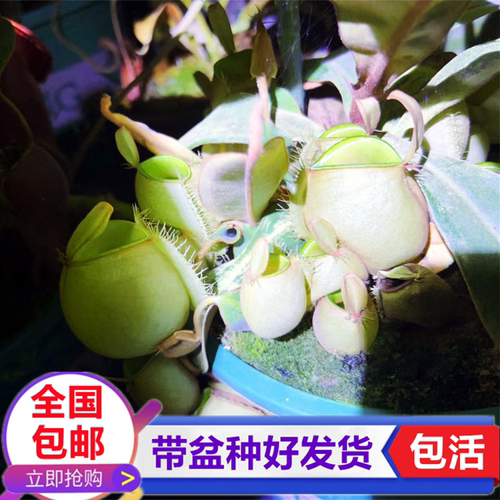 绿苹果猪笼草食虫植物捕虫草驱蚊虫食虫草学生趣味绿植喜阴盆栽