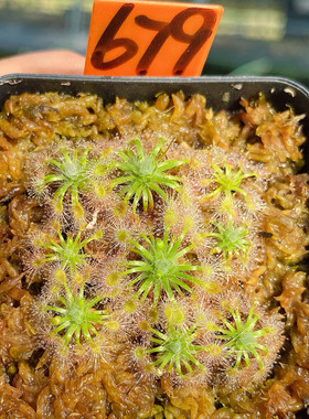 一物一拍679号，曼妮奥美莎迷你茅膏菜群生，发的就是图片这盆