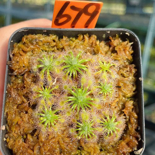 一物一拍679号，曼妮奥美莎迷你茅膏菜群生，发的就是图片这盆